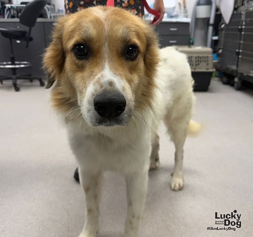 KONG - Great Pyrenees available for adoption