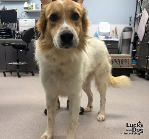 KONG - Great Pyrenees available for adoption