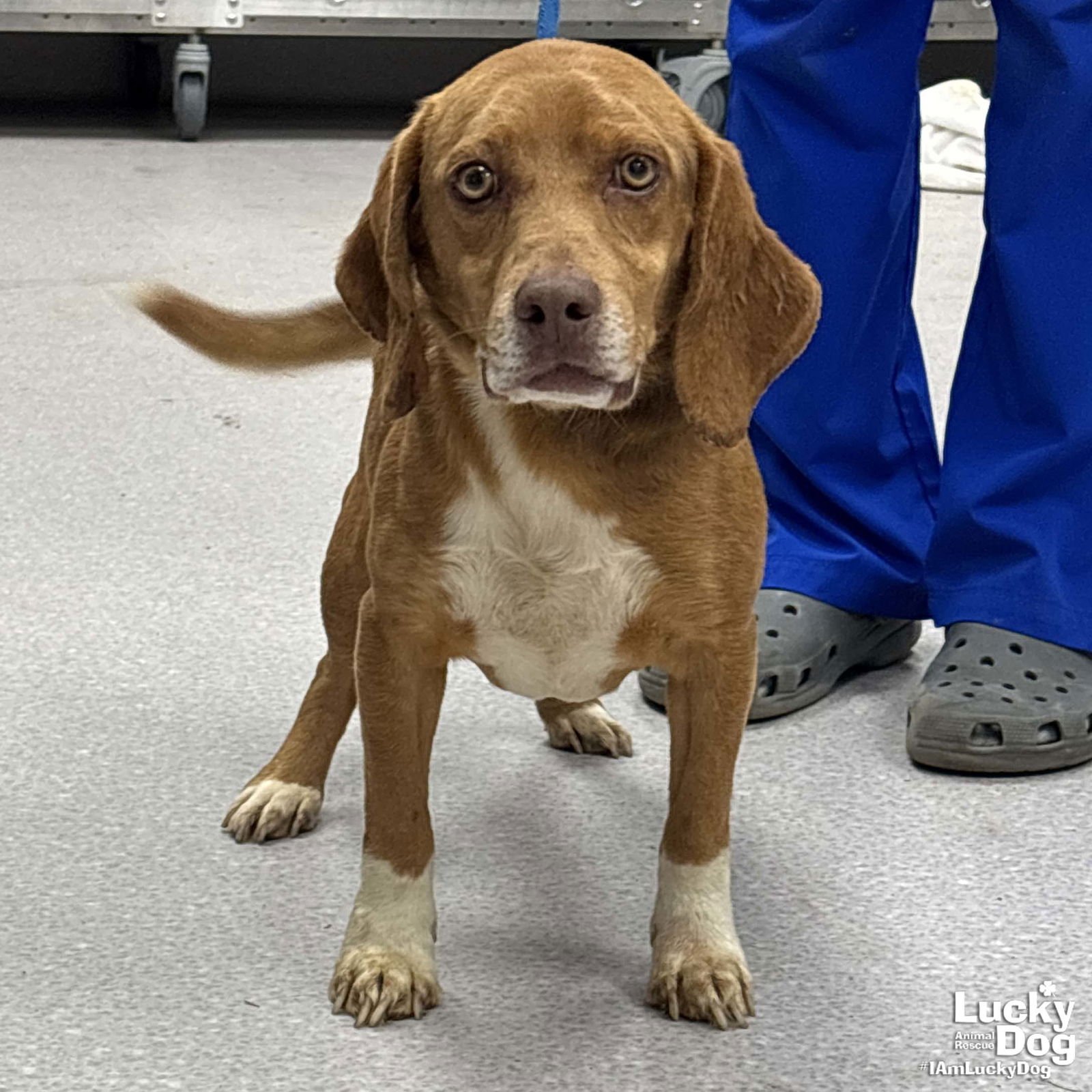 KENNY - Beagle available for adoption