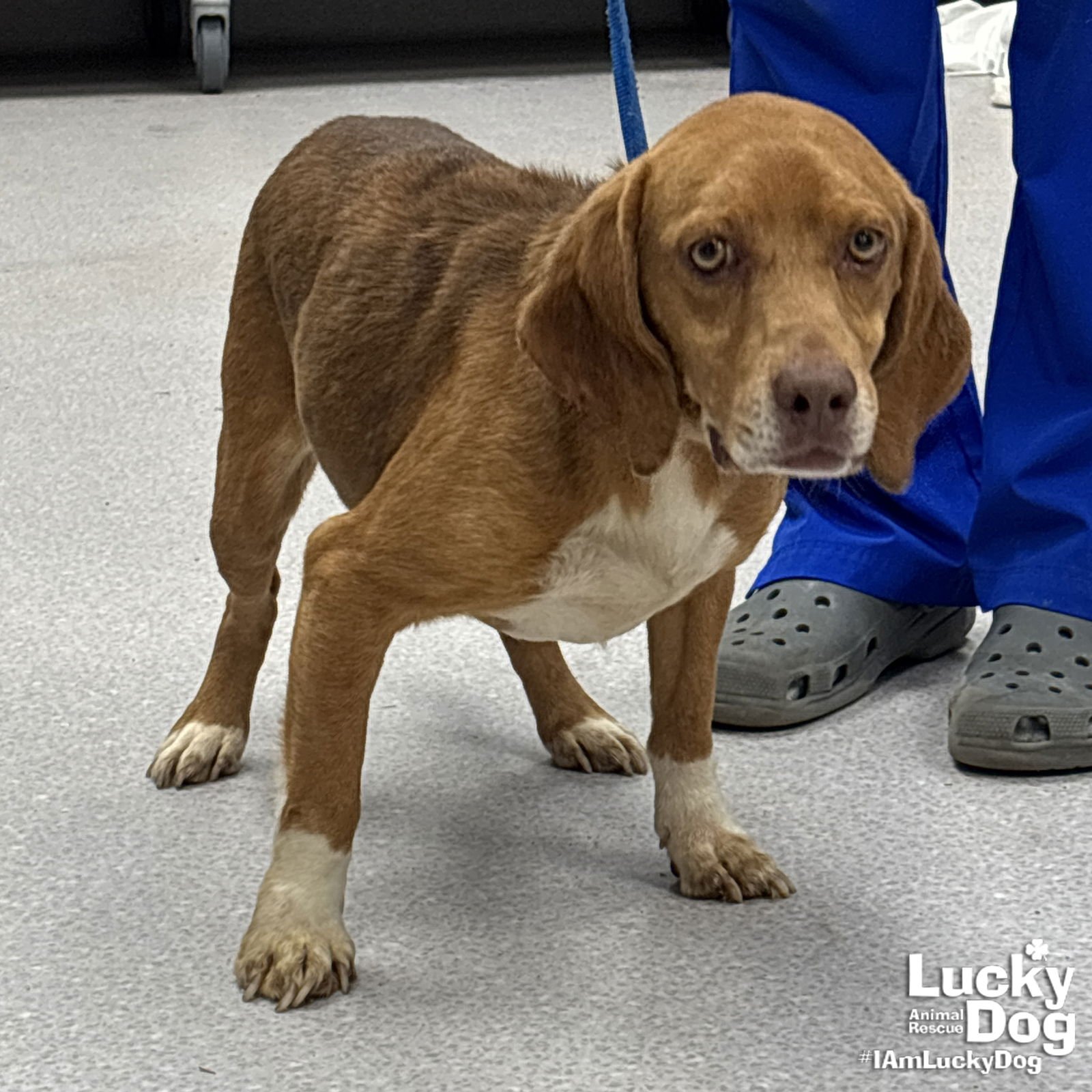 KENNY - Beagle available for adoption