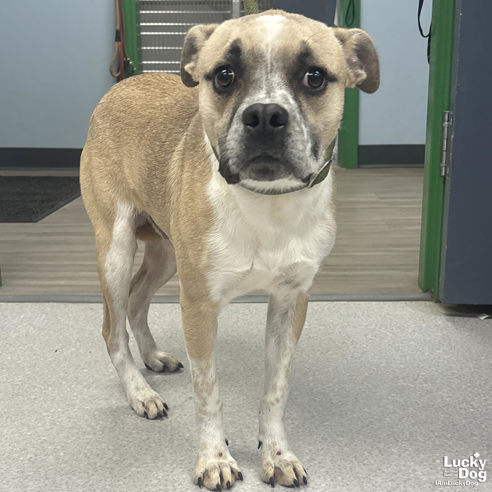 AGENT ZERO - Shepherd available for adoption