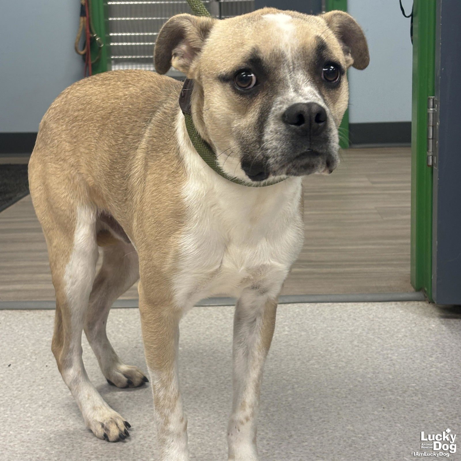 AGENT ZERO - Shepherd available for adoption