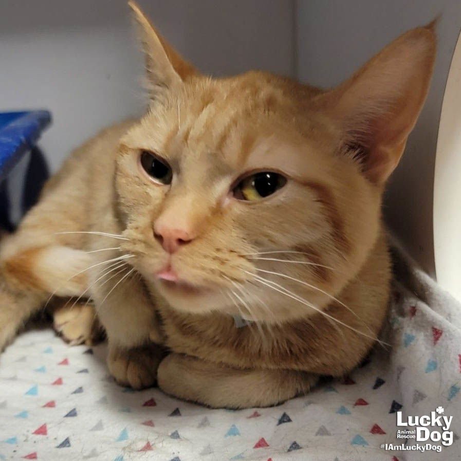 CASSIDY - Domestic Short Hair / Tabby available for adoption