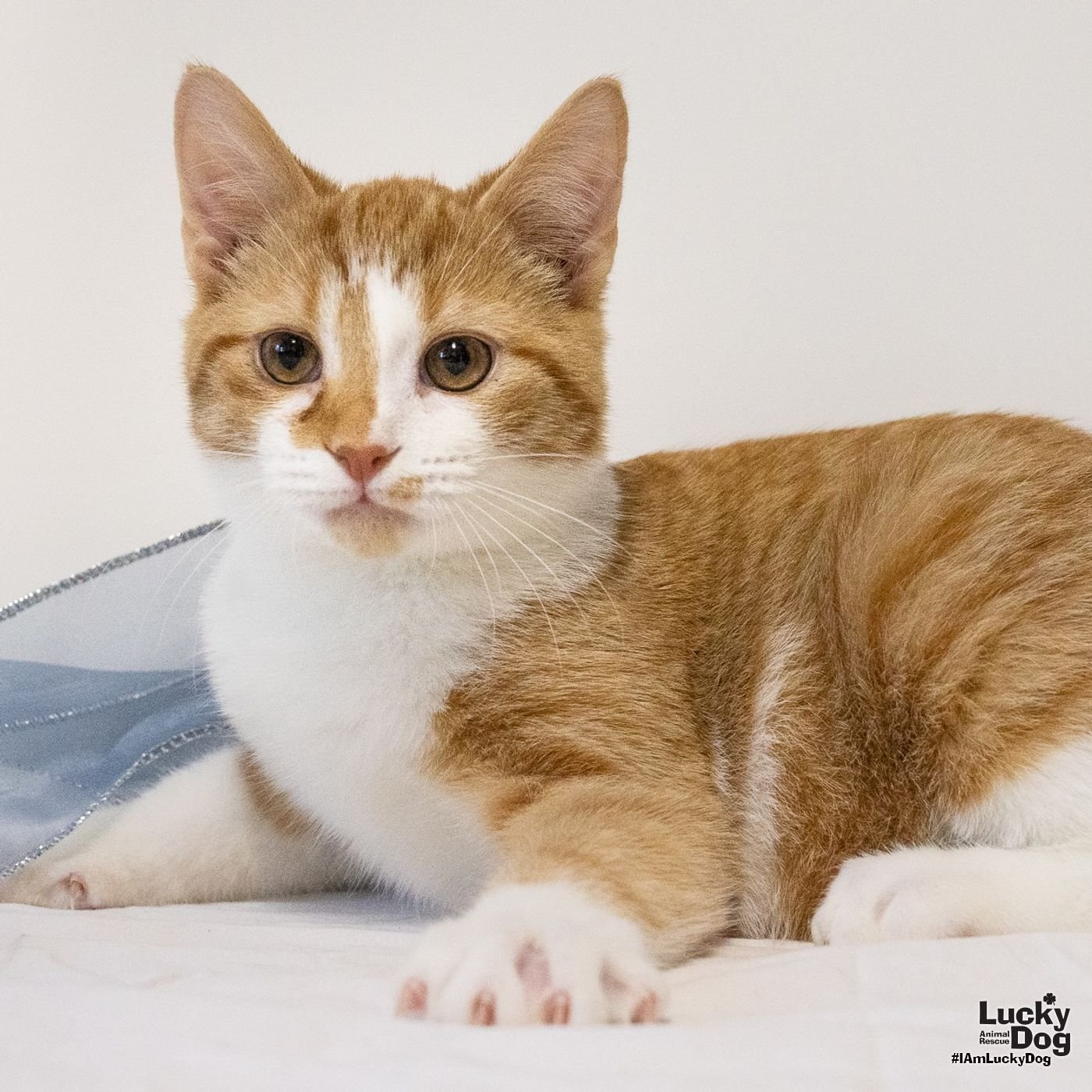 FLETCHER - Domestic Medium Hair available for adoption