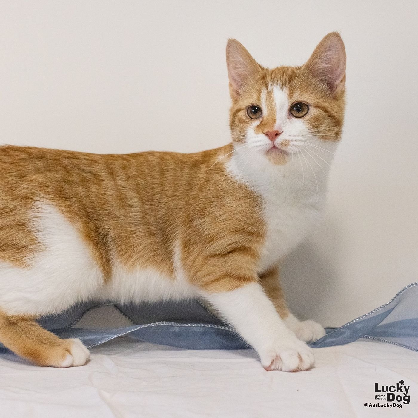 FLETCHER - Domestic Medium Hair available for adoption