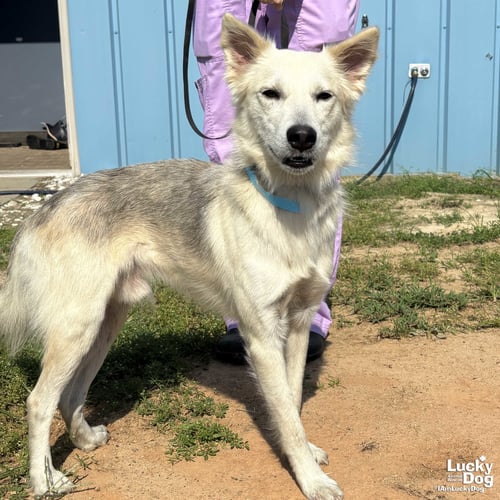 FREDERICK - Australian Shepherd / Labrador Retriever available for adoption