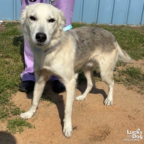 FREDERICK - Australian Shepherd / Labrador Retriever available for adoption