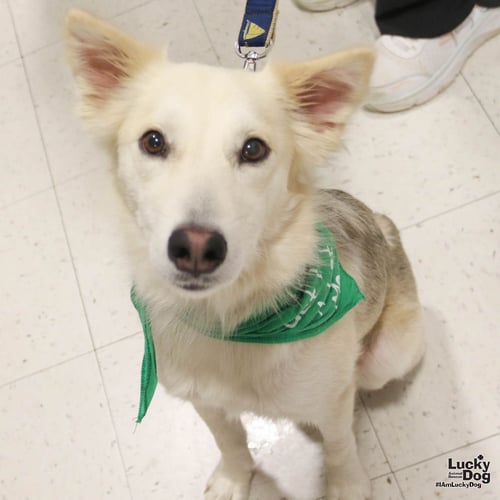 FREDERICK - Australian Shepherd / Labrador Retriever available for adoption