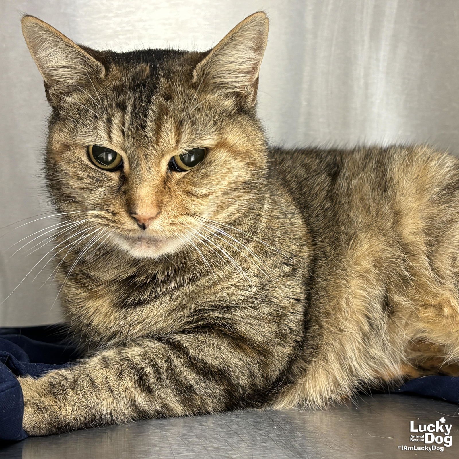 PENNY - Domestic Short Hair available for adoption