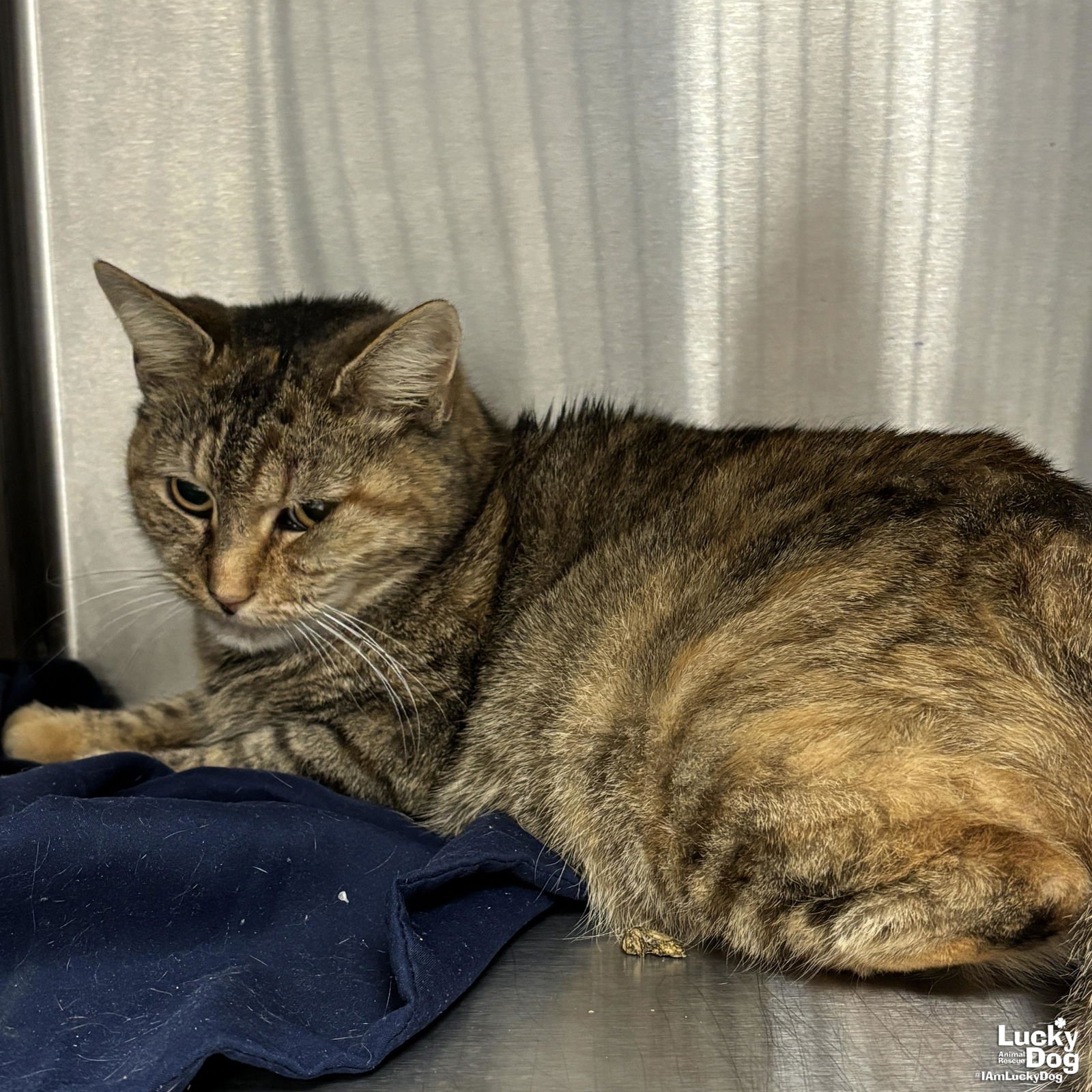 PENNY - Domestic Short Hair available for adoption