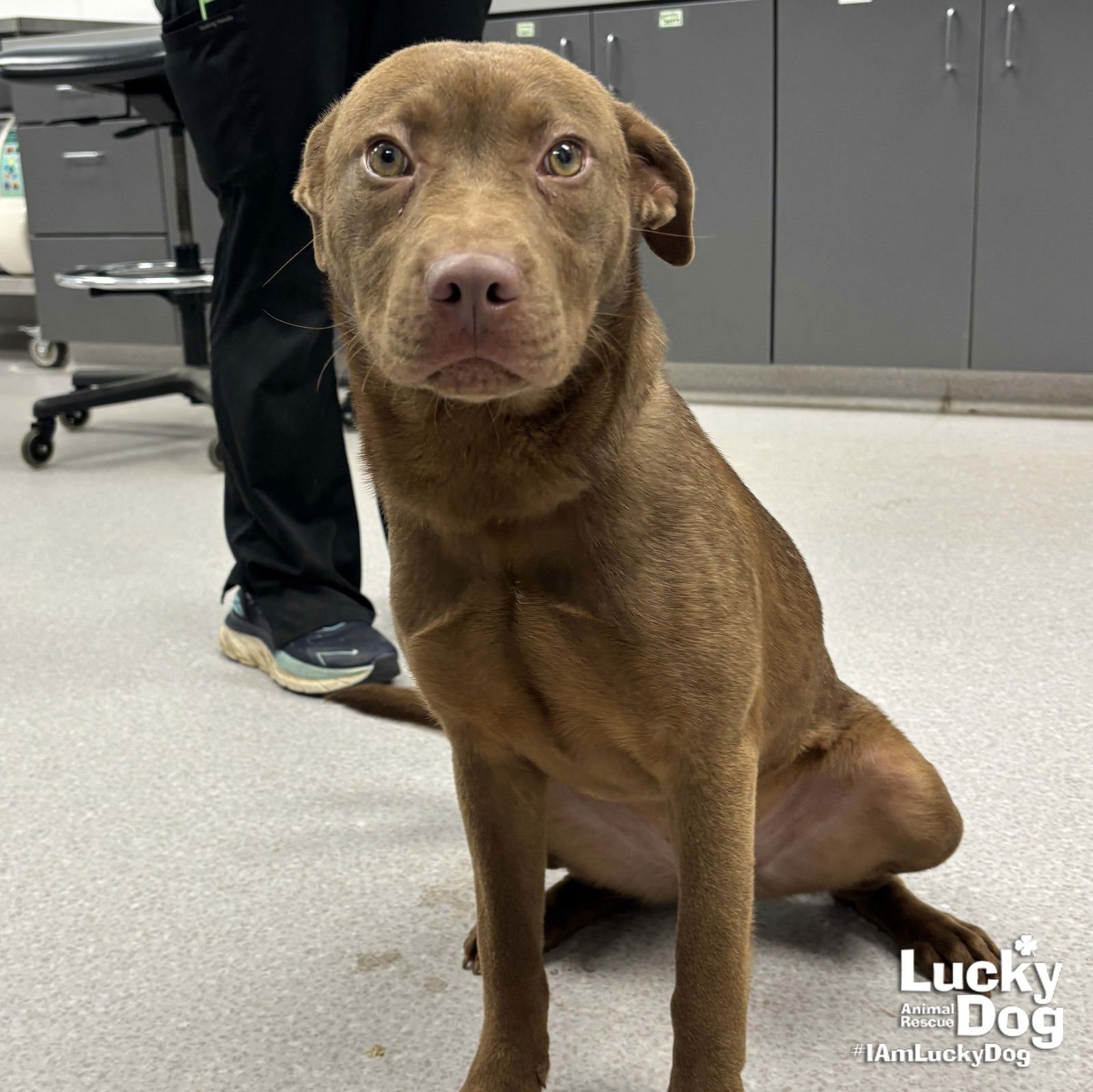 SASHIMI - Labrador Retriever available for adoption