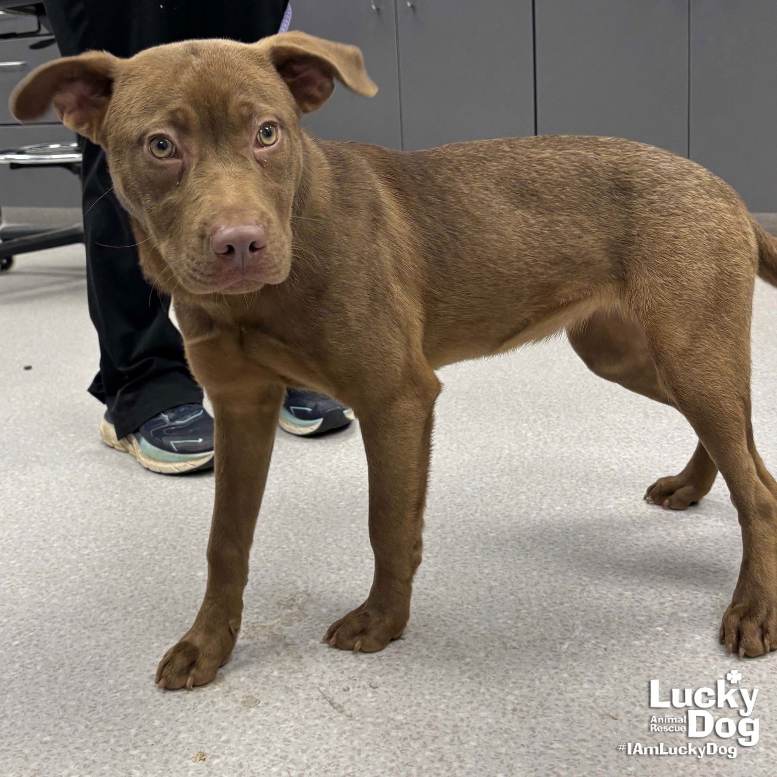 SASHIMI - Labrador Retriever available for adoption