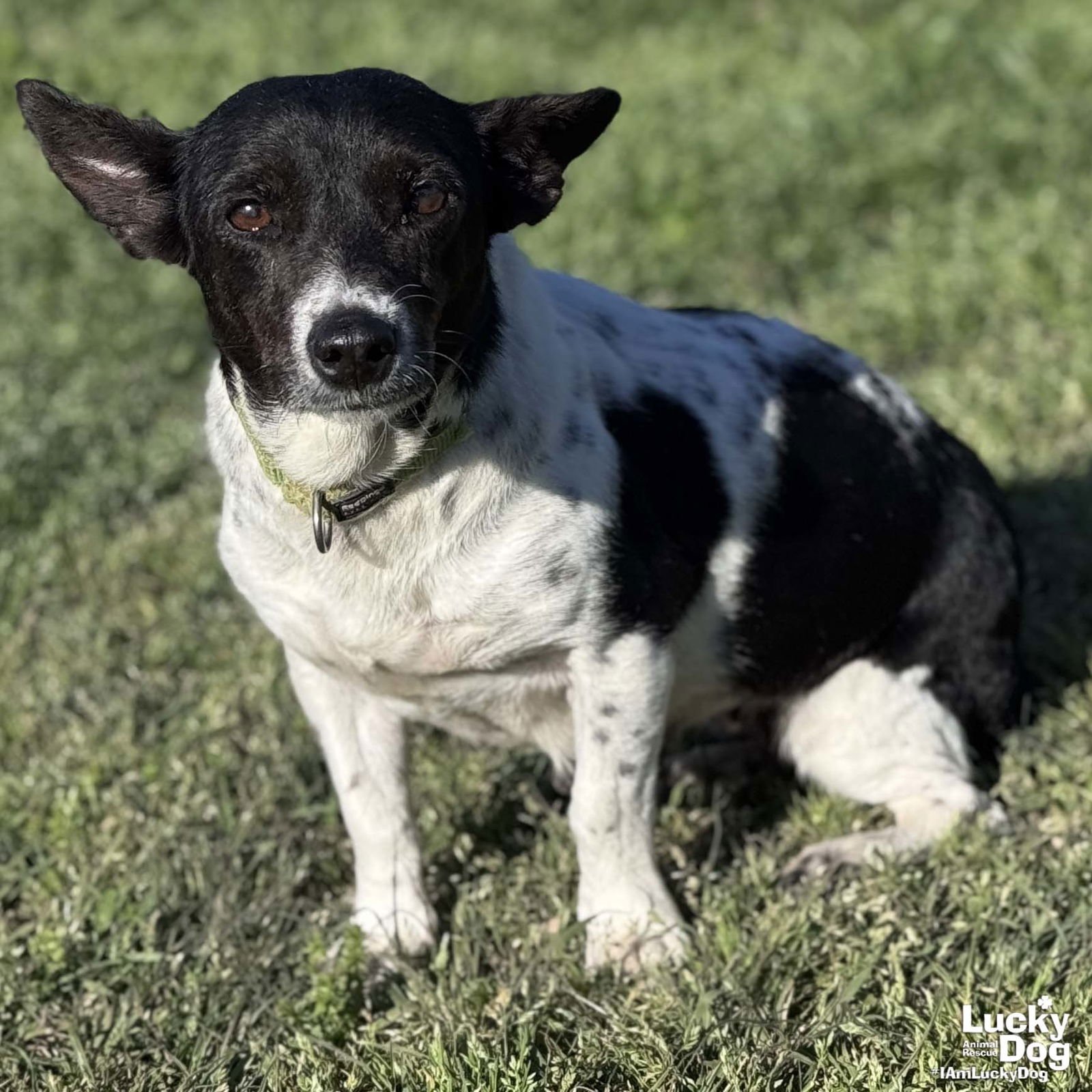 TULIP - Terrier available for adoption