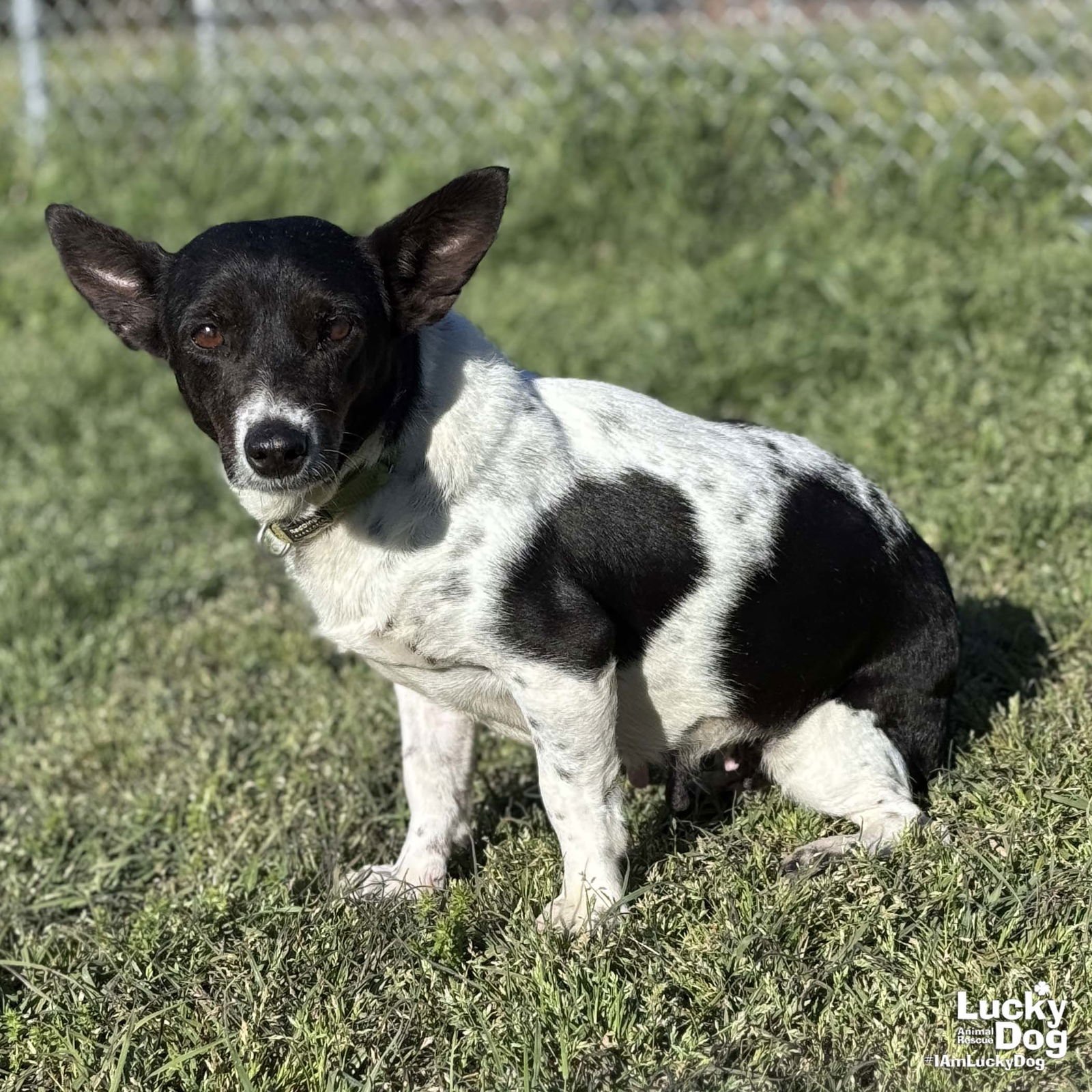 TULIP - Terrier available for adoption