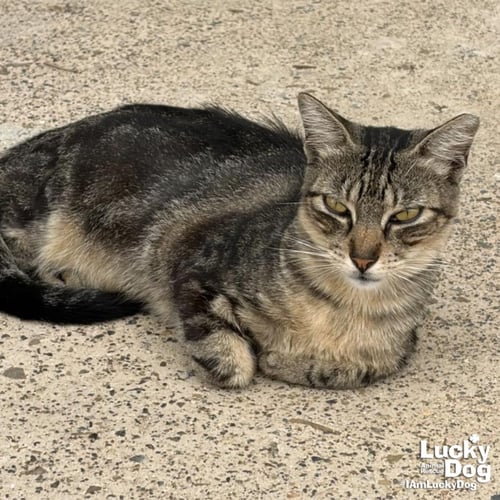 RILEE - Domestic Short Hair available for adoption