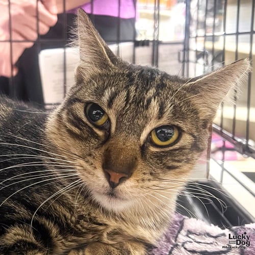 RILEE - Domestic Short Hair available for adoption