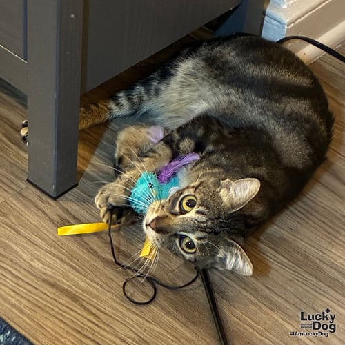 RILEE - Domestic Short Hair available for adoption