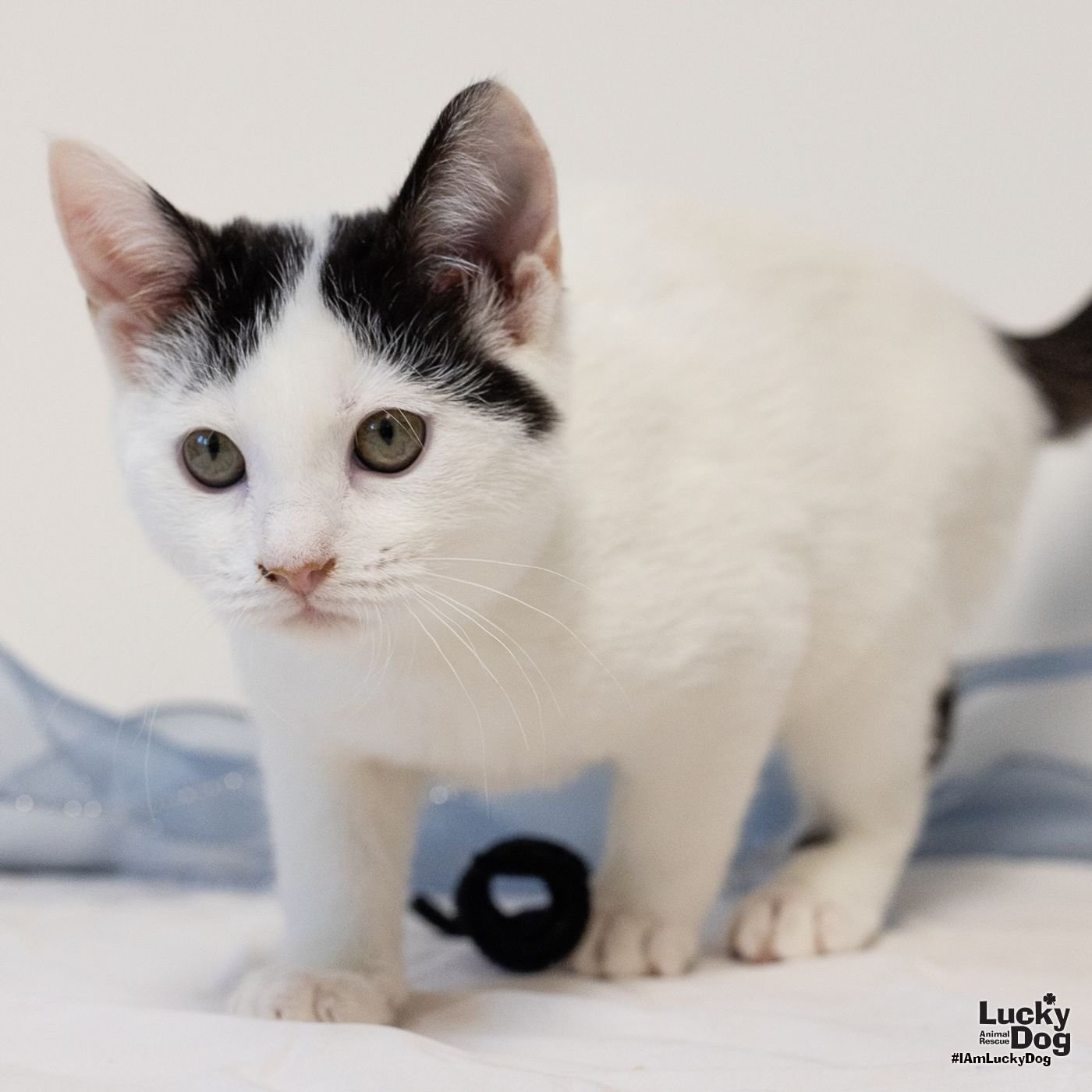 FLORA - Domestic Medium Hair available for adoption