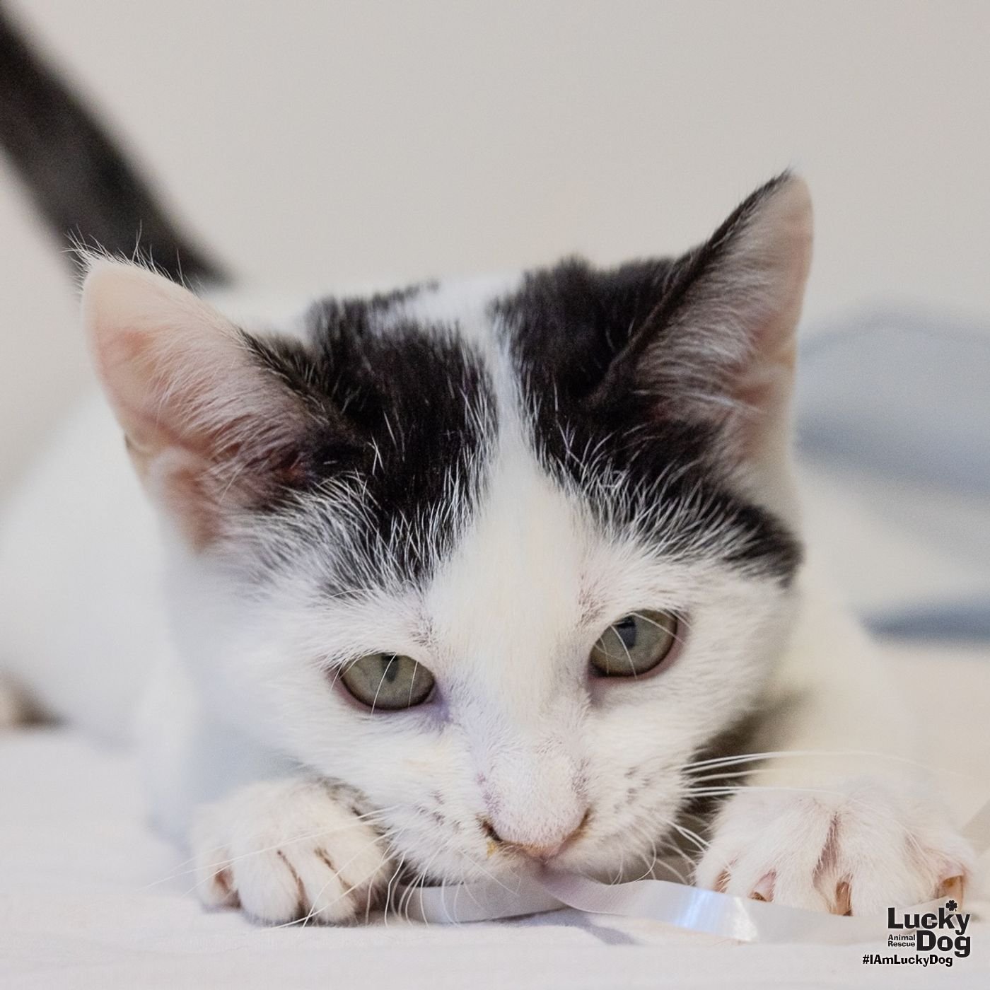 FLORA - Domestic Medium Hair available for adoption