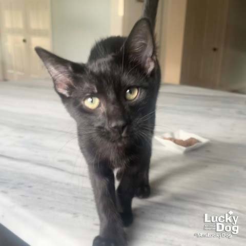 LITTLE BUMBLEBEE - Domestic Short Hair available for adoption