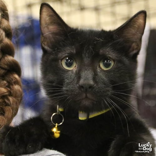 LITTLE BUMBLEBEE - Domestic Short Hair available for adoption