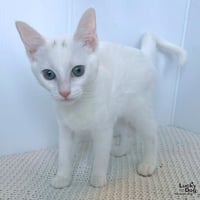 Sasha - Photo 1