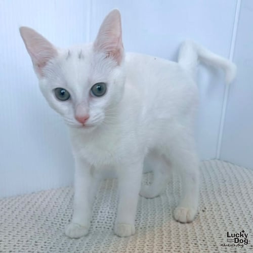 SASHA - Domestic Short Hair available for adoption