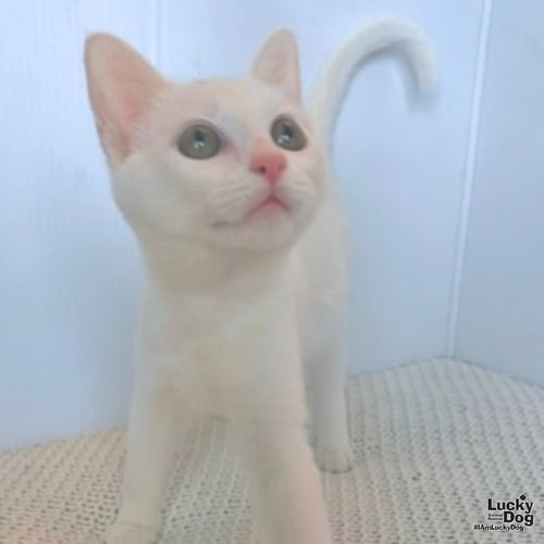 SASHA - Domestic Short Hair available for adoption