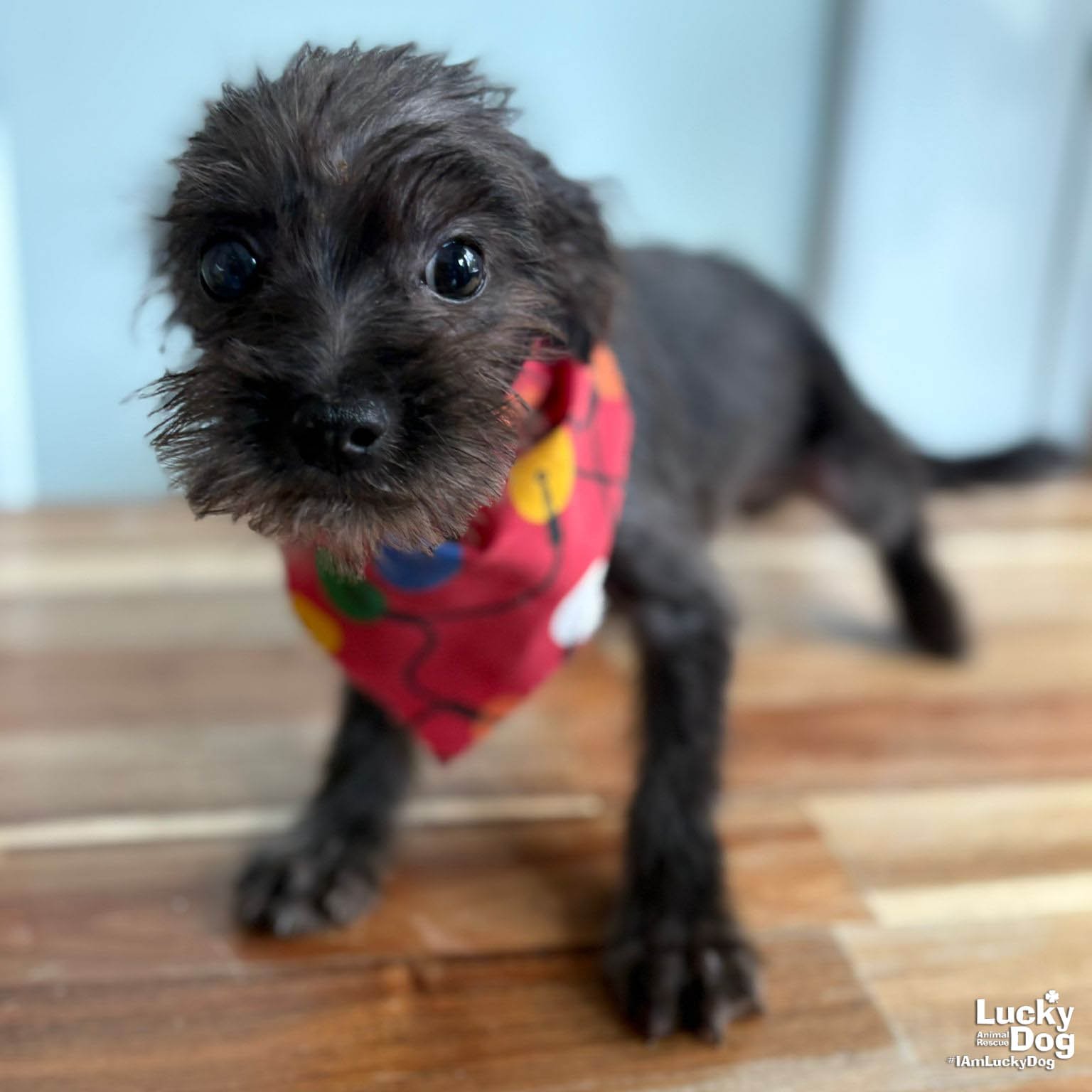 CHARLIE - Yorkshire Terrier Yorkie available for adoption