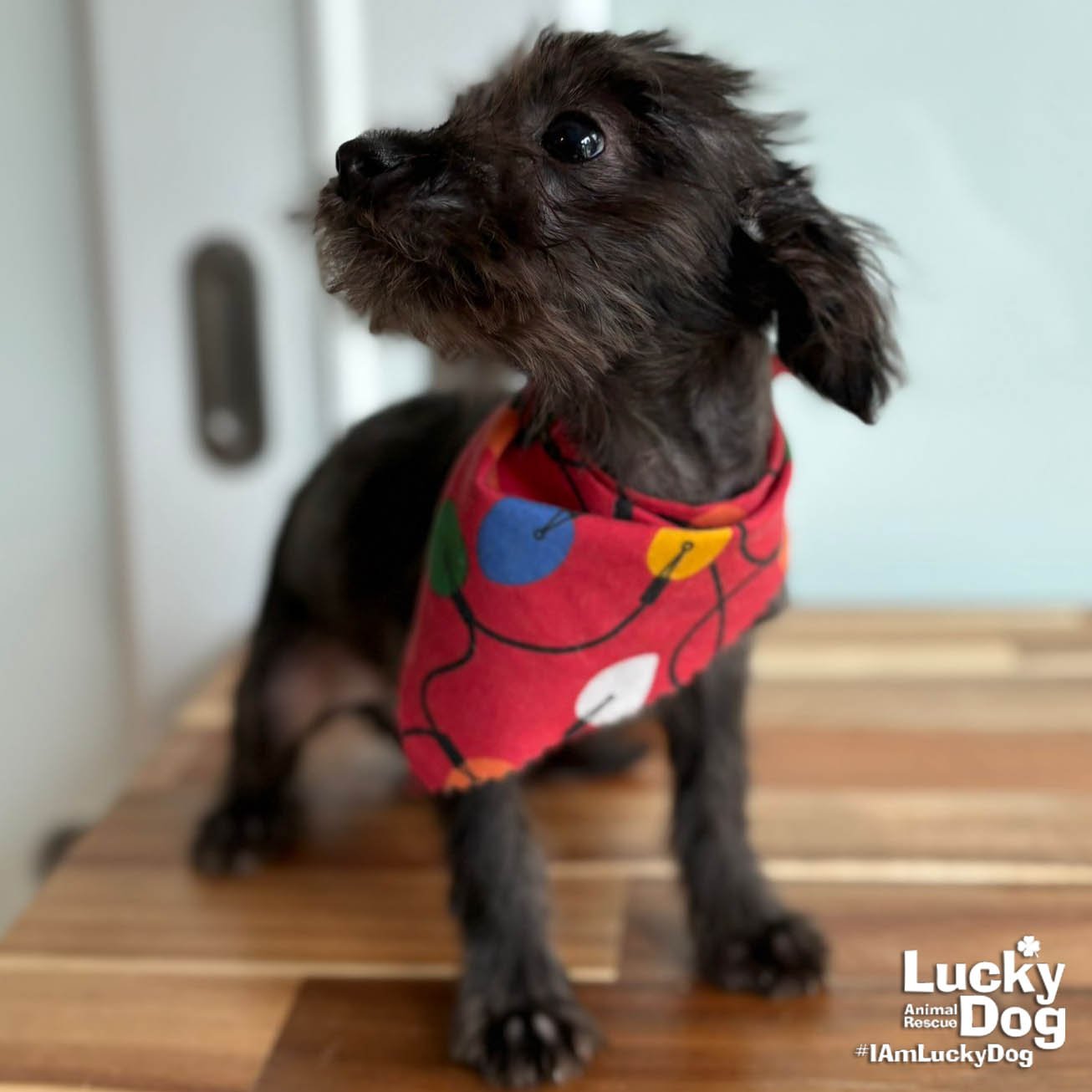 CHARLIE - Yorkshire Terrier Yorkie available for adoption