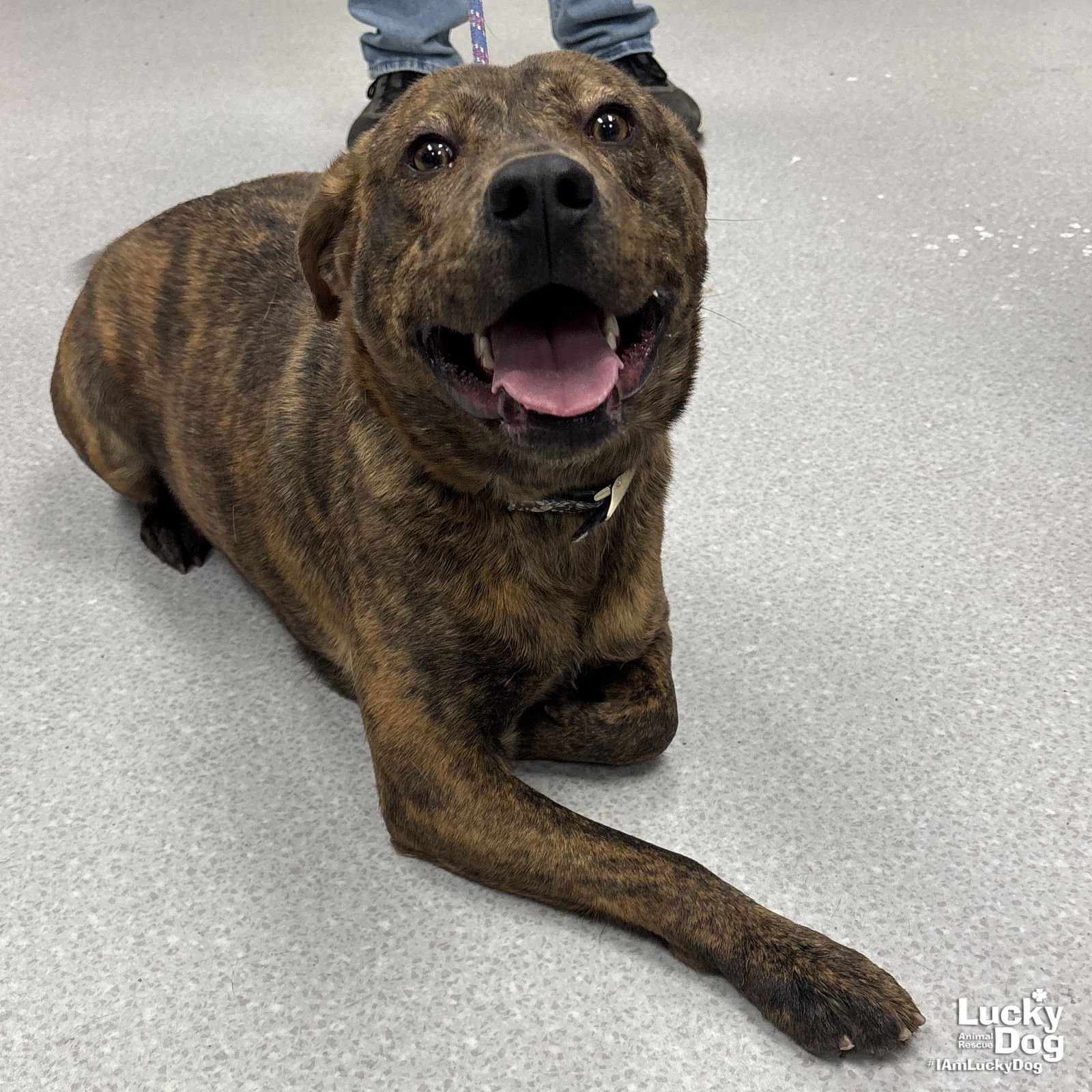 MR WIGGLES - Shepherd available for adoption