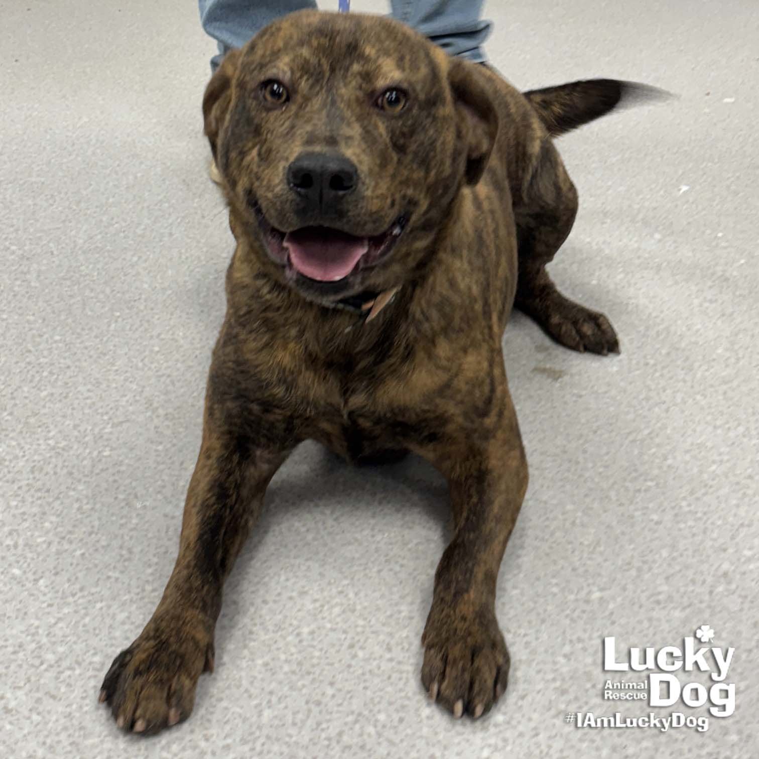 MR WIGGLES - Shepherd available for adoption