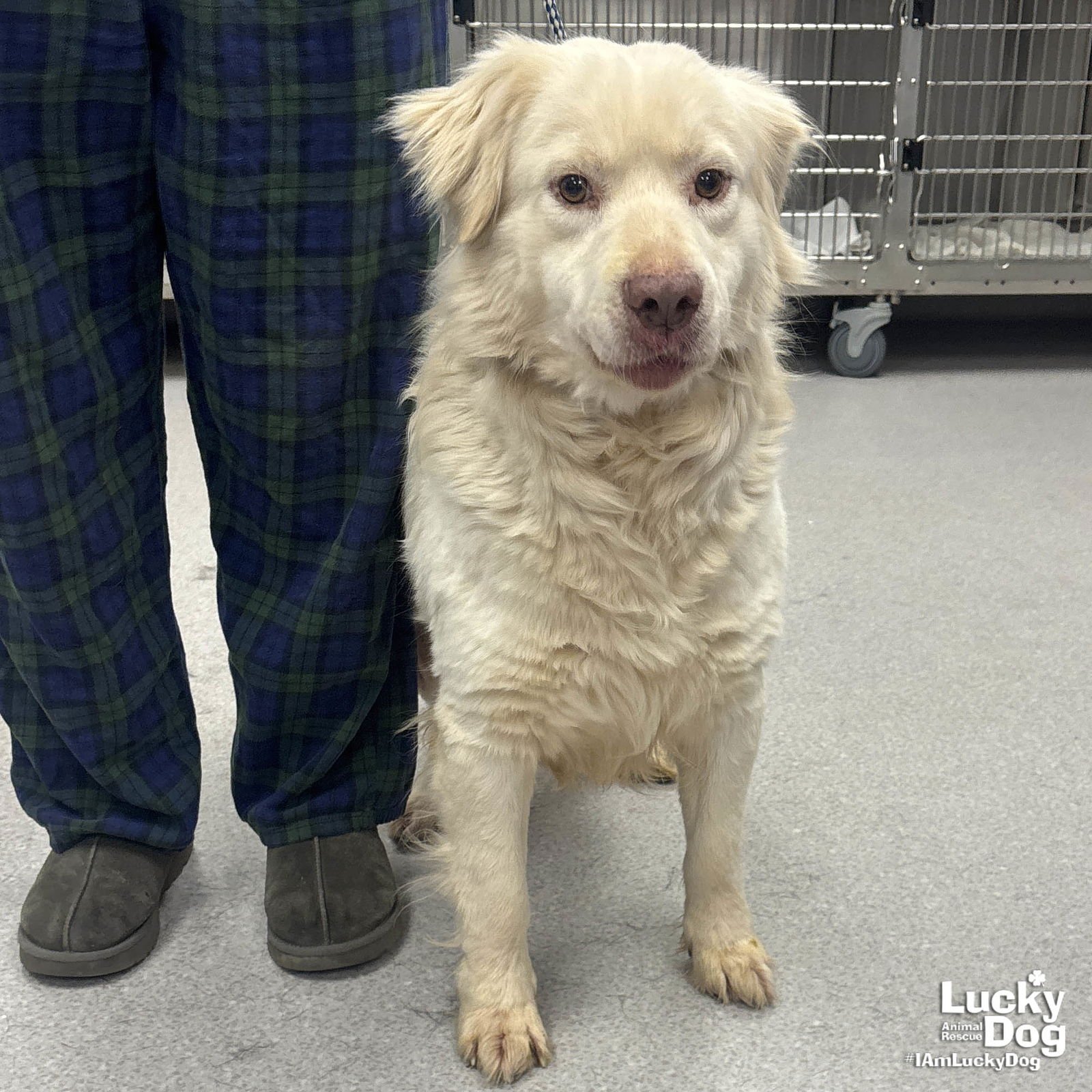 OLIVER - Retriever / Great Pyrenees available for adoption