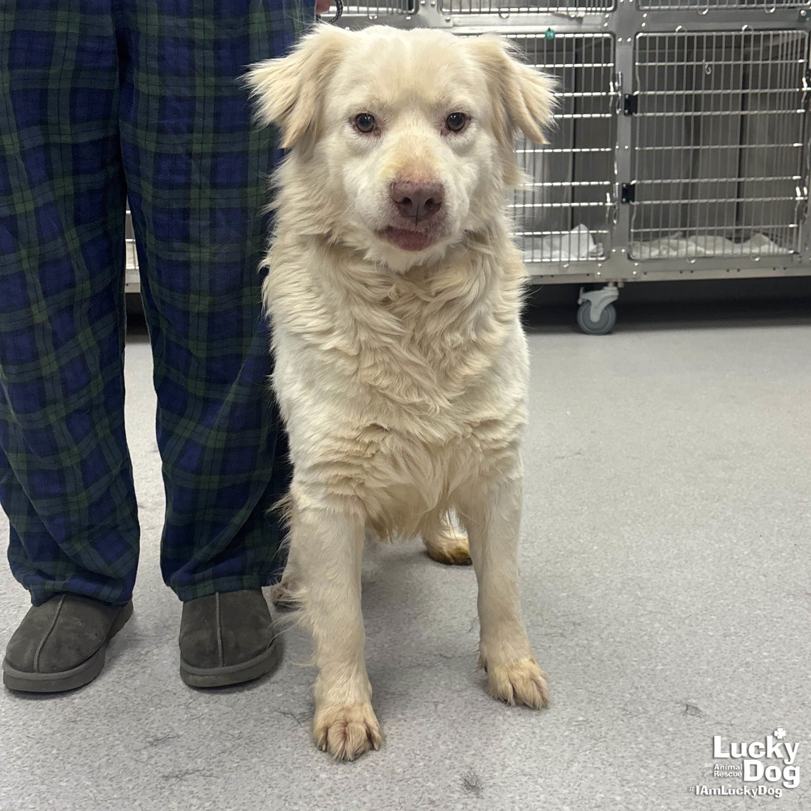 OLIVER - Retriever / Great Pyrenees available for adoption