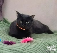 Priscilla - Photo 1