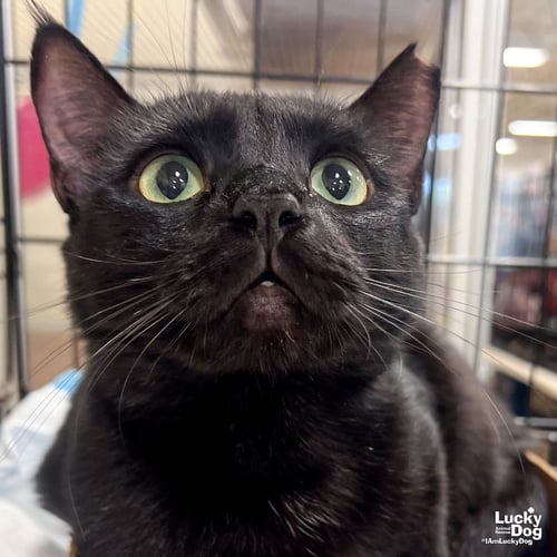 PRISCILLA - Domestic Short Hair available for adoption