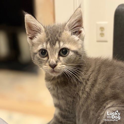 MISTY - Domestic Short Hair / Tabby available for adoption