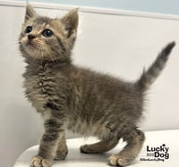Misty - Photo 4
