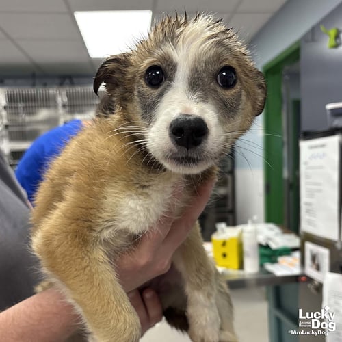 JULIE - Australian Shepherd / Shepherd available for adoption