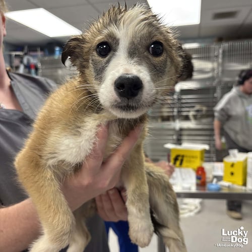 JULIE - Australian Shepherd / Shepherd available for adoption