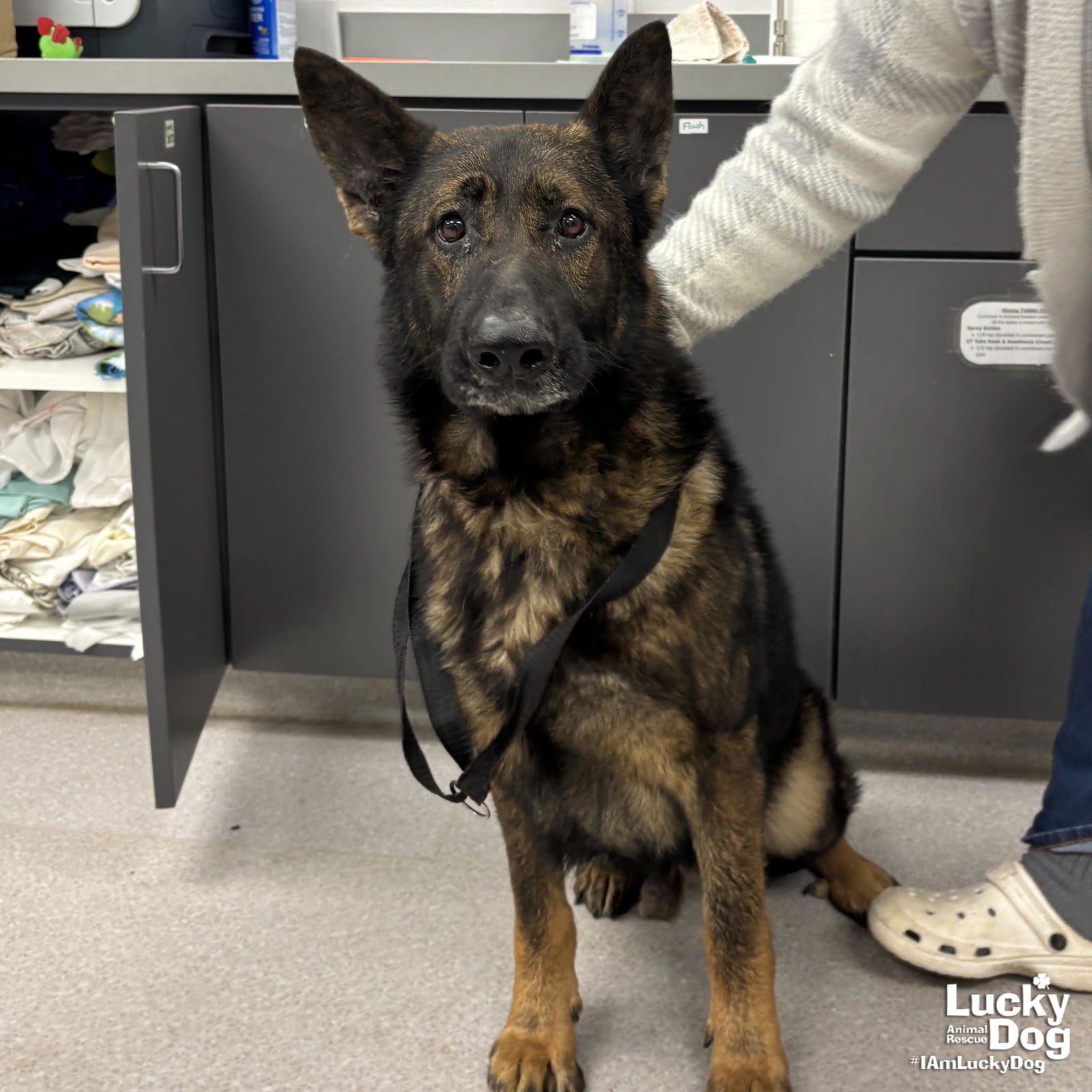 TROY - German Shepherd Dog available for adoption