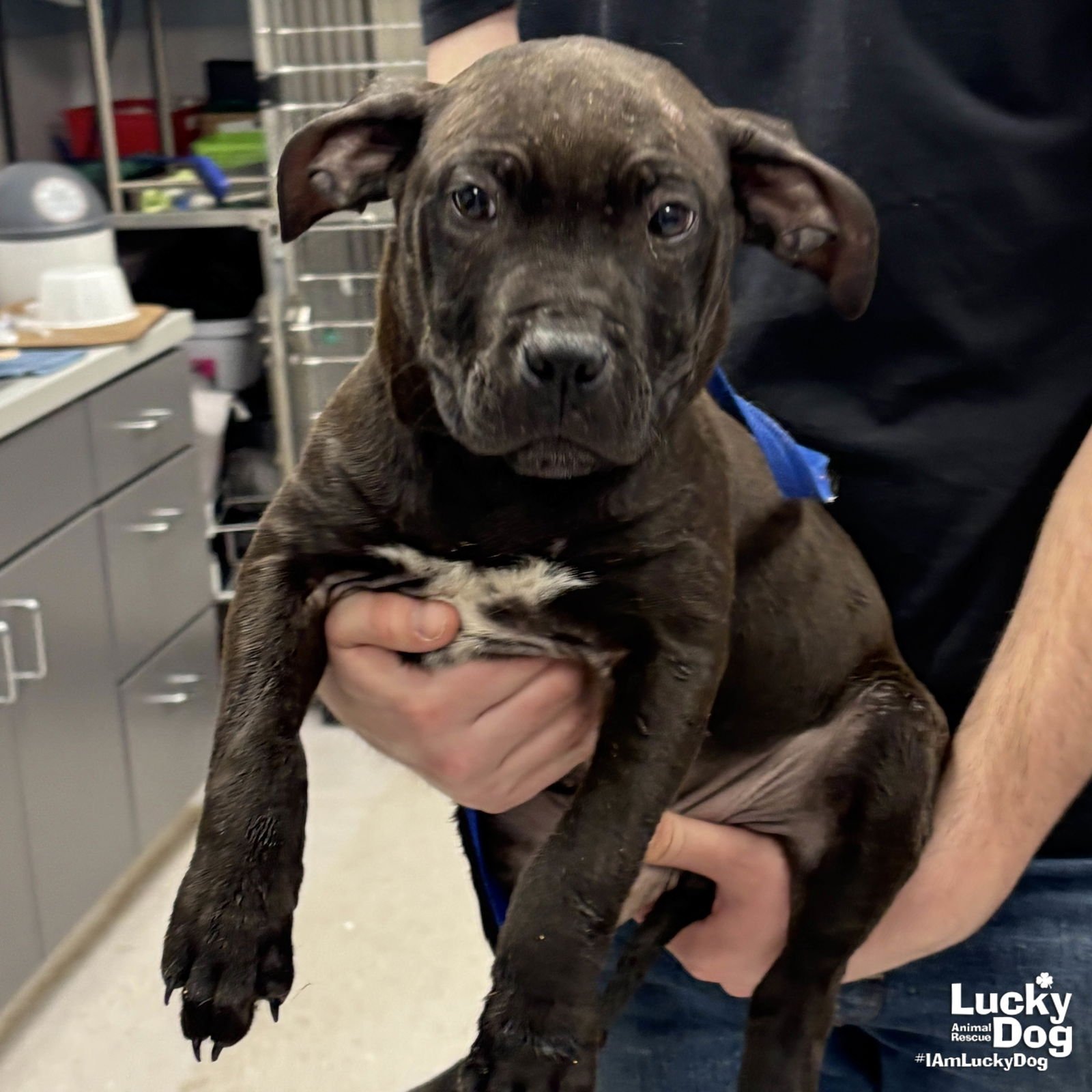 ODIN - Terrier available for adoption