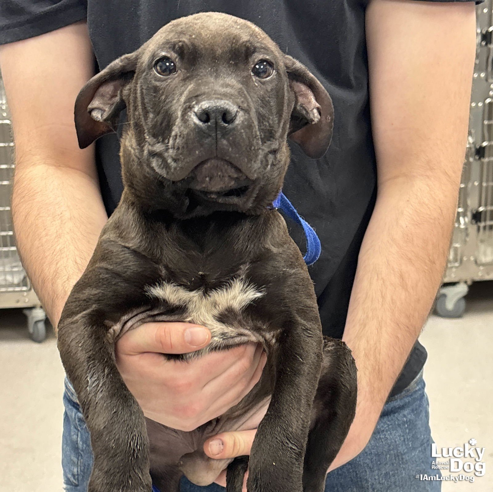 ODIN - Terrier available for adoption