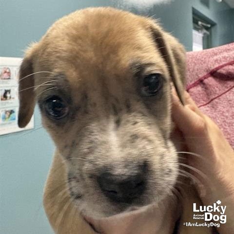 MISHA - Labrador Retriever available for adoption