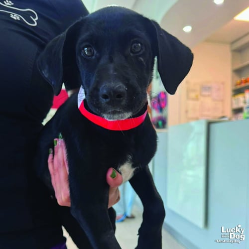 DELIA - Labrador Retriever available for adoption