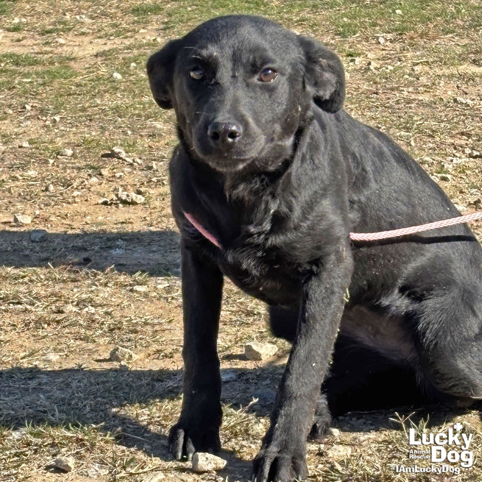 APRIL - Labrador Retriever / Catahoula Leopard Dog available for adoption