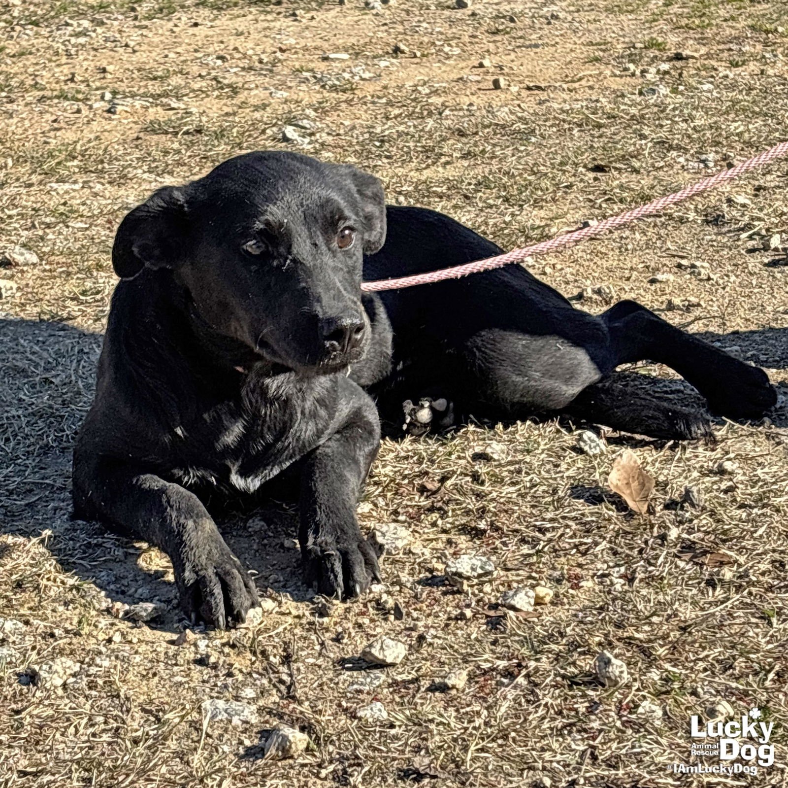 APRIL - Labrador Retriever / Catahoula Leopard Dog available for adoption