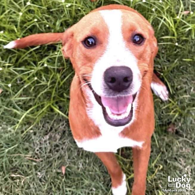 CANNY - Labrador Retriever available for adoption