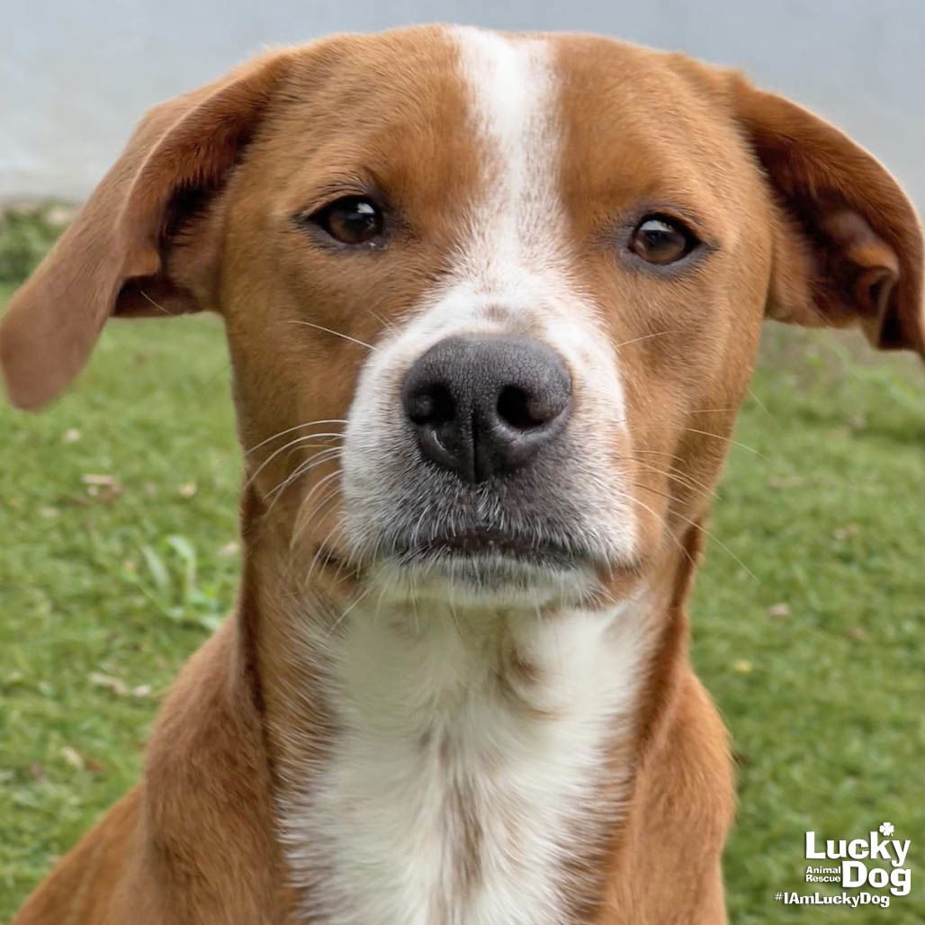 CANNY - Labrador Retriever available for adoption