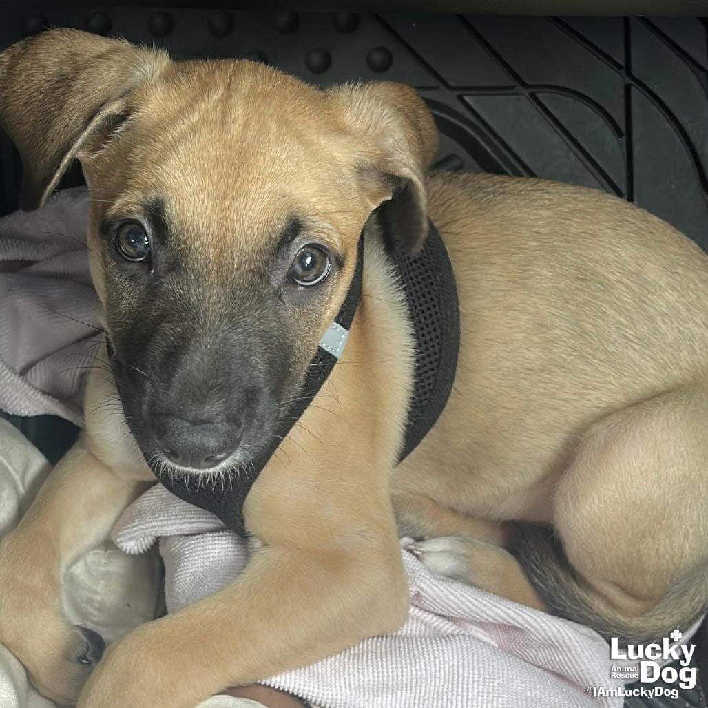 MARTIN - Shepherd / Labrador Retriever available for adoption